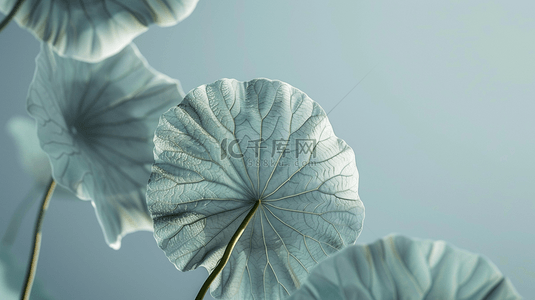 白色荷花背景图片_白色简约清新荷叶纹理荷花的背景