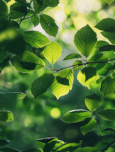 夏天绿植树叶透光风景文艺清新