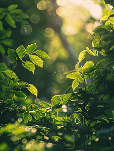 夏季森林摄影照片_森林自然夏日树林植物树荫摄影图