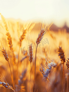 植物白天小麦麦田生长摄影图