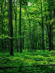 树林草地背景摄影照片_森林风景绿色背景自然风光摄影图