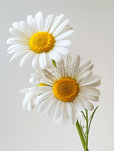 清新唯美洋甘菊植物花朵摄影图