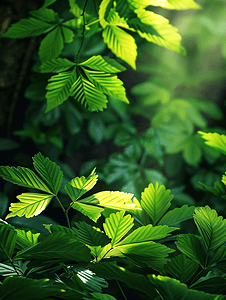 植树流程图摄影照片_夏天绿植树叶透光风景文艺清新