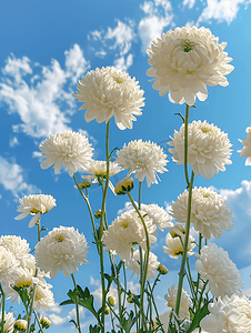 清明节草地摄影照片_雏菊春天立春雏菊蓝天白云风景摄影图