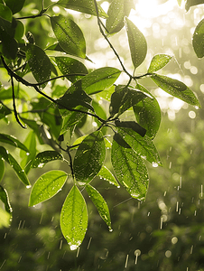文艺小清新植物白天植物雨后树木植物摄影图