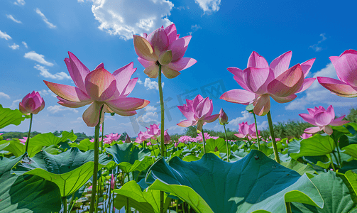 西溪湿地荷花夏至夏天植物蓝天自然风光摄影图摄影图