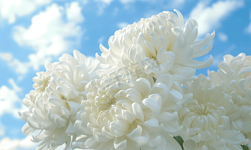 清明节草地摄影照片_雏菊春天立春雏菊蓝天白云风景摄影图