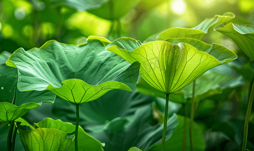 荷塘荷叶中午荷叶荷塘无摄影图