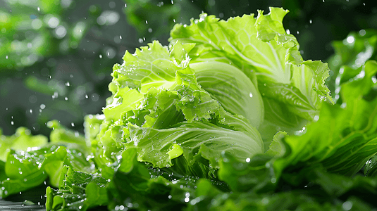 营养健康新鲜摄影照片_新鲜绿色蔬菜生菜摄影7