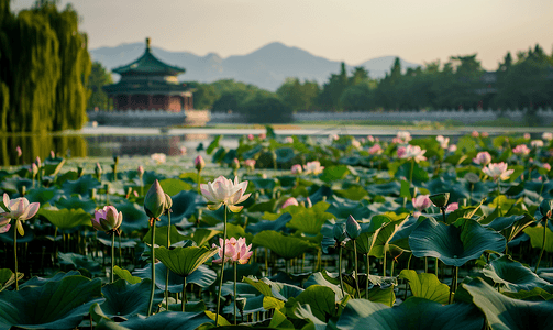 北海公园摄影照片_北京地标北海公园荷花旅游摄影图