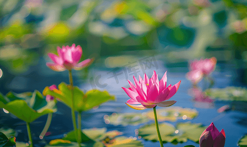 荷花场景摄影照片_彩色夏季夏天荷花池塘风景