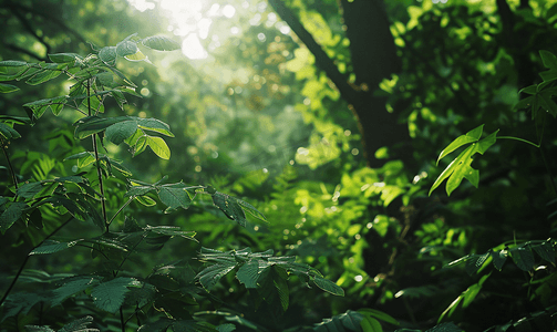 绿色春光摄影照片_树林风光自然绿色森林仰视摄影图
