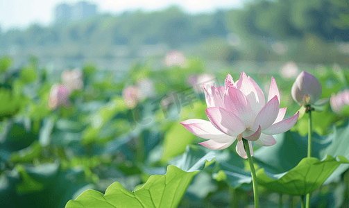 荷花旅游摄影照片_西湖夏天立夏荷花莲藕荷花特写摄影图摄影图