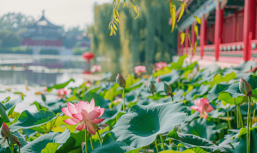 北海公园摄影照片_北京地标北海公园荷花旅游摄影图