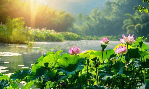 绿意摄影照片_夏日湖畔荷花盛开绿意盎然摄影图