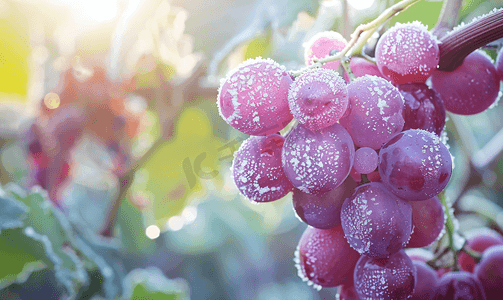 实拍大棚里面新鲜结霜的葡萄