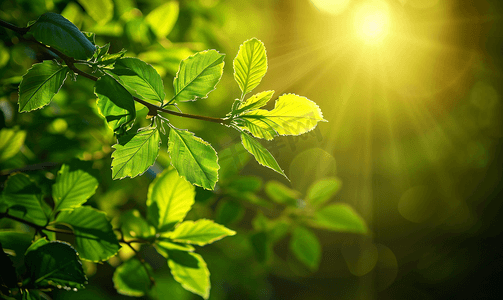 植树流程图摄影照片_夏天绿植树叶透光风景文艺清新