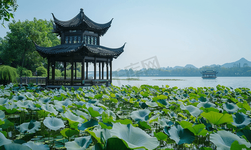 风景经典摄影照片_杭州西湖曲院风荷荷花摄影图摄影图