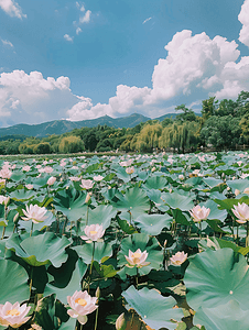 花开摄影照片_莲花开下午荷花西湖开花摄影图