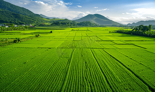 航拍水稻摄影照片_航拍美丽乡村农业稻田绿油油的禾苗