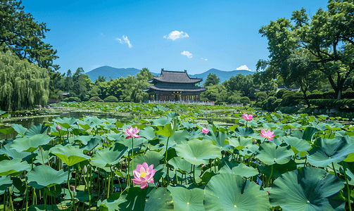 北海公园里荷花摄影图