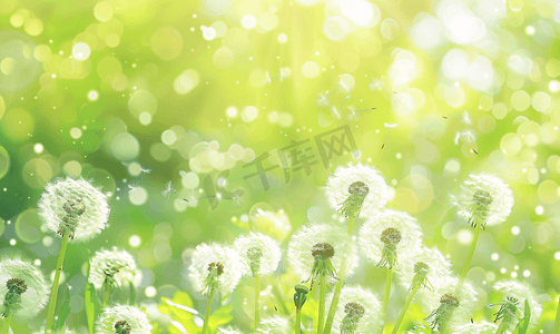 植物身份证摄影照片_夏季风景绿色蒲公英清新背景摄影图