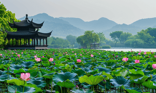 杭州西湖曲院风荷荷花摄影图摄影图