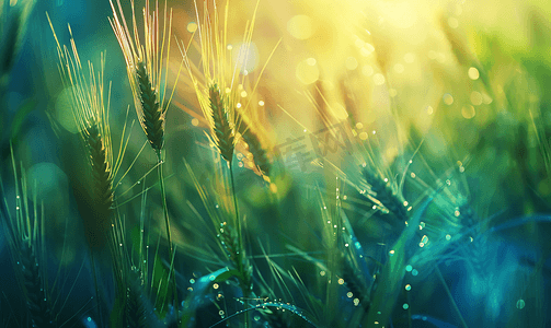 夏天植物植物摄影照片_植物白天小麦麦田生长摄影图
