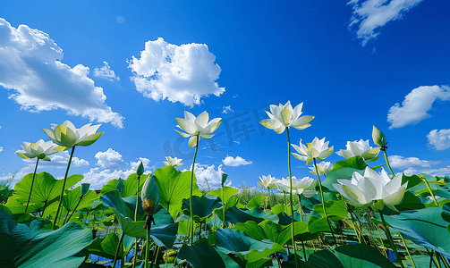 西溪湿地荷花夏至夏天植物蓝天自然风光摄影图摄影图