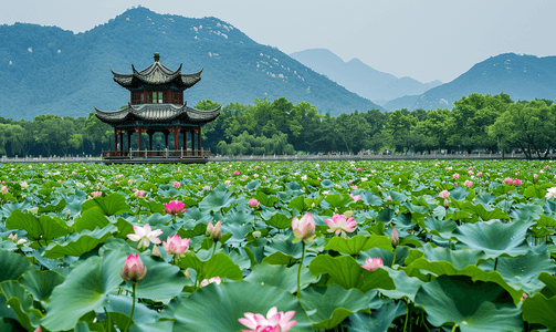 水荷花摄影照片_杭州西湖曲院风荷荷花摄影图摄影图