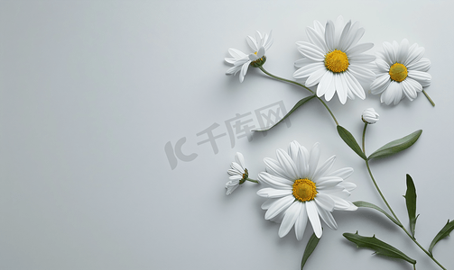 清新唯美洋甘菊植物花朵摄影图