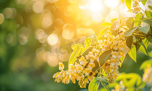 蜜蜂采花摄影照片_夏天风景阳光下蜜蜂采蜜户外槐花盛开摄影图
