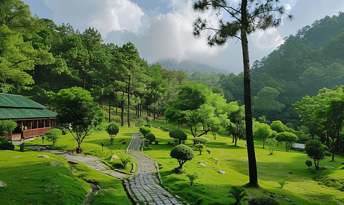 森林风景绿色背景自然风光摄影图