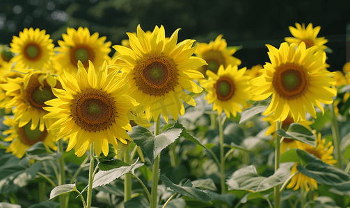 向日葵夏季向阳花公园赏花摄影图