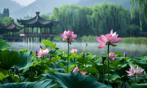 中国风小暑摄影照片_湖上的荷花和凉亭摄影图