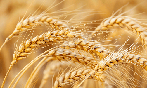 农业小麦摄影照片_耳朵的金黄的麦穗特写.秋天