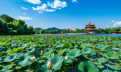 夏天夏季清新摄影照片_北京地标北海公园荷花旅游摄影图