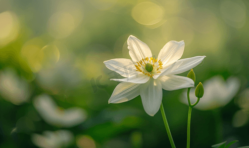 花绘画摄影照片_虞美人春天花朵公园赏花摄影图