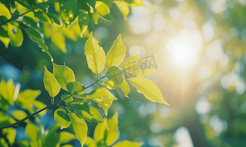 夏季正午阳光穿过树木树叶仰拍烈日