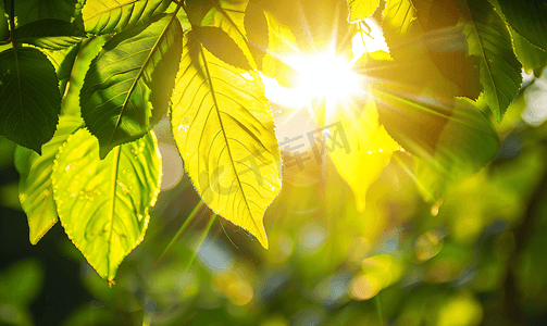 夏季正午阳光穿过树木树叶仰拍烈日