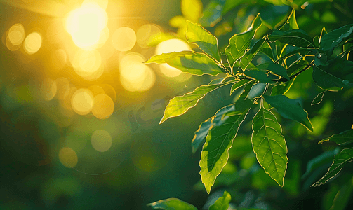 夏季正午阳光穿过树木树叶仰拍烈日