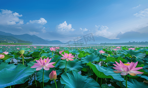 西溪湿地荷花夏至夏天植物蓝天自然风光摄影图摄影图