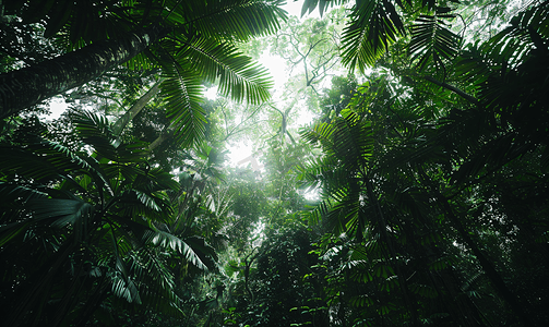 森林摄影照片_树林风光自然绿色森林仰视摄影图