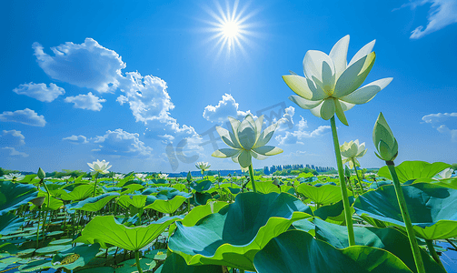 西溪湿地荷花夏至夏天植物蓝天自然风光摄影图摄影图