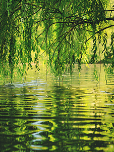 柳树摄影照片_水面上的柳枝夏天柳叶河边垂柳摄影图