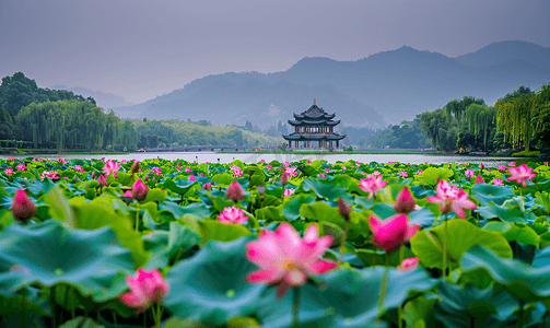 雨天杭州摄影照片_杭州西湖盛开的荷花荷花池摄影图摄影图