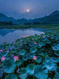 湖南长沙夜晚荷塘月色日落荷花摄影图