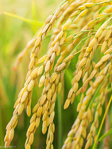 节约粮食摄影照片_丰收夏季稻穗田野静物摄影图