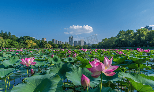 北海公园里美丽荷花一朵摄影图