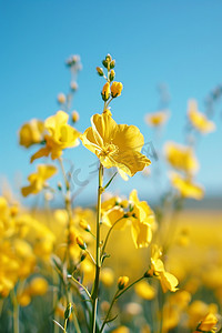 春天摄影图油菜花照片写真